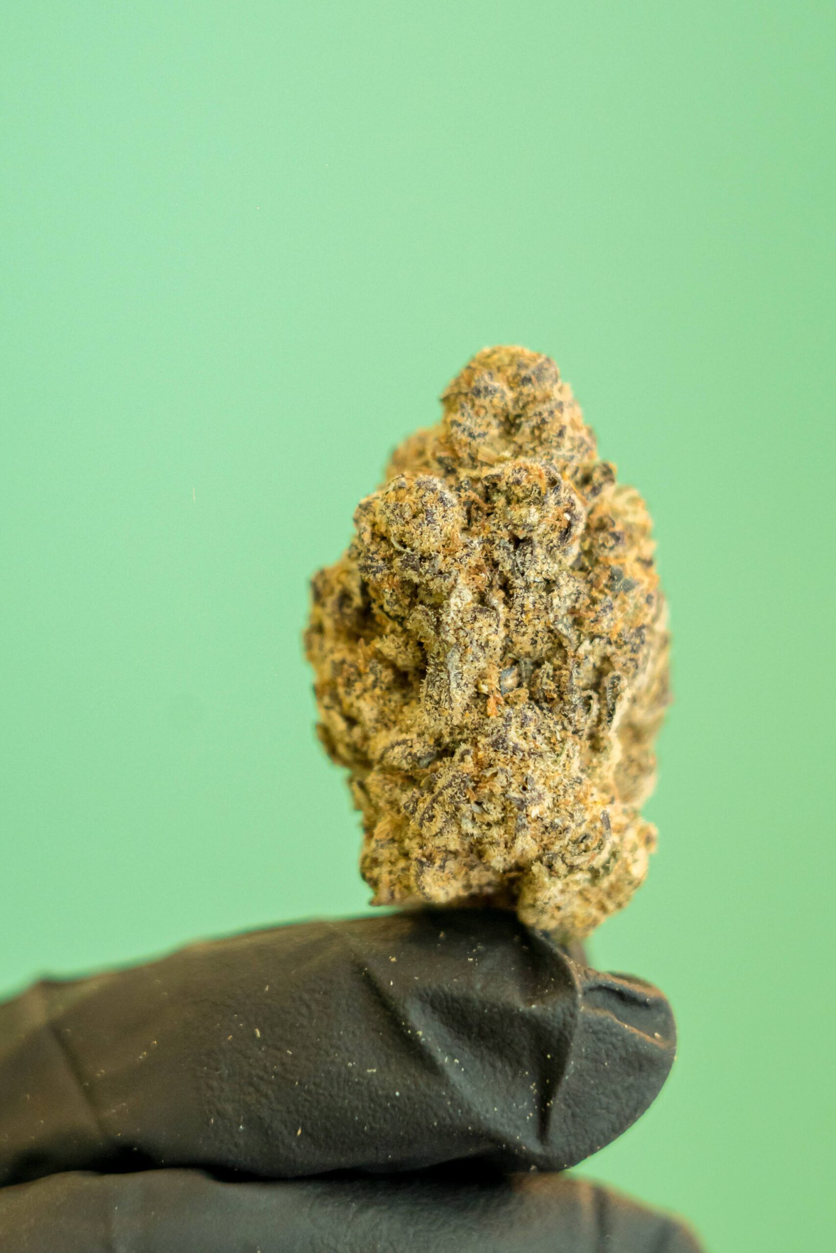 BLACK JACK